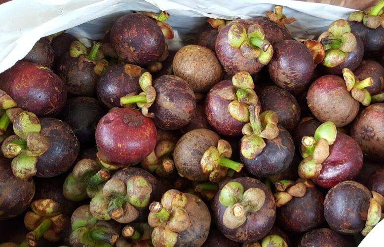 山竹水果为什么贵,山竹结那么多果为什么还那么贵