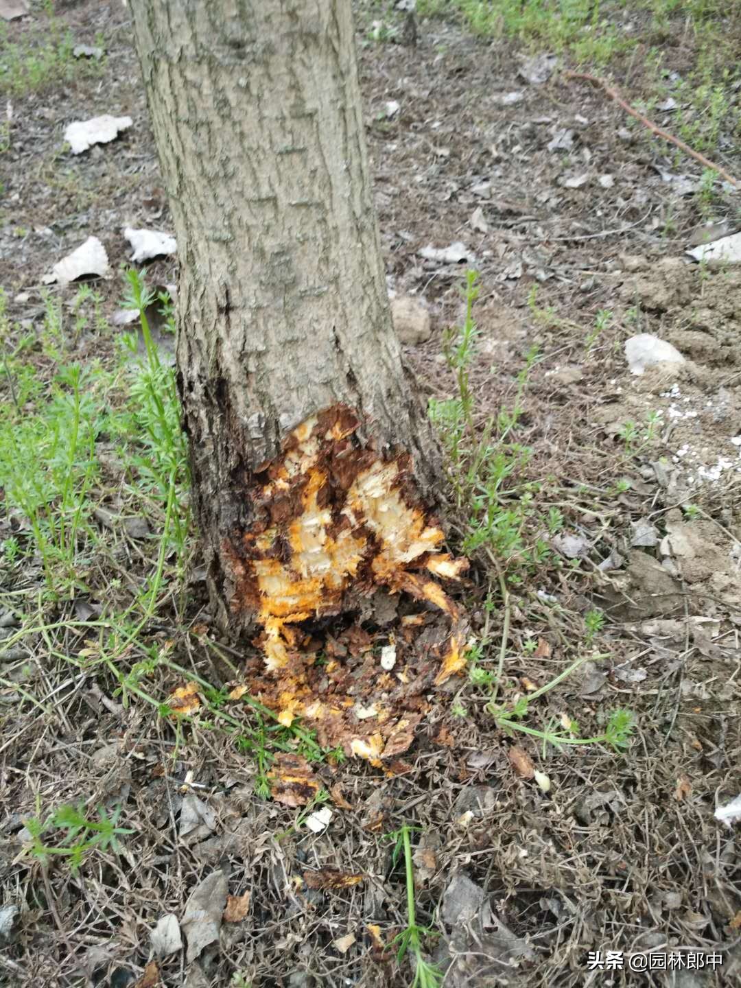 槐树树干上长疙瘩,国槐树干长疙瘩怎么回事