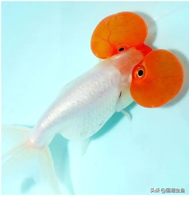 最有特色的金鱼,传统老三样金鱼