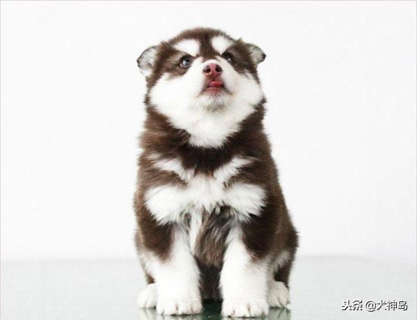 犬科叫兽阿拉斯加雪橇犬,阿拉斯加半岛有阿拉斯加雪橇犬