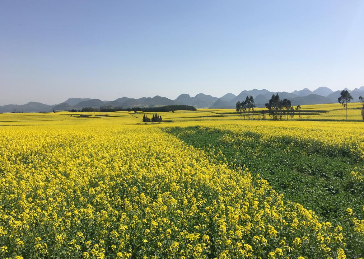 吹面不寒杨柳风中的寒指的是什么,吹面不寒杨柳风的杨柳风是什么