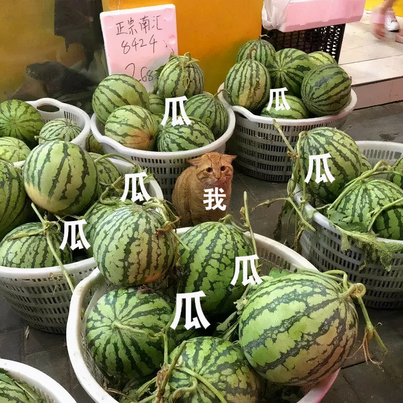 养猫真的不会被抓吗,央视辟谣养猫