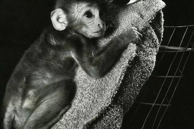 有奶就是娘，想知道宝宝是离不开奶还是娘？看完这个实验就明白了