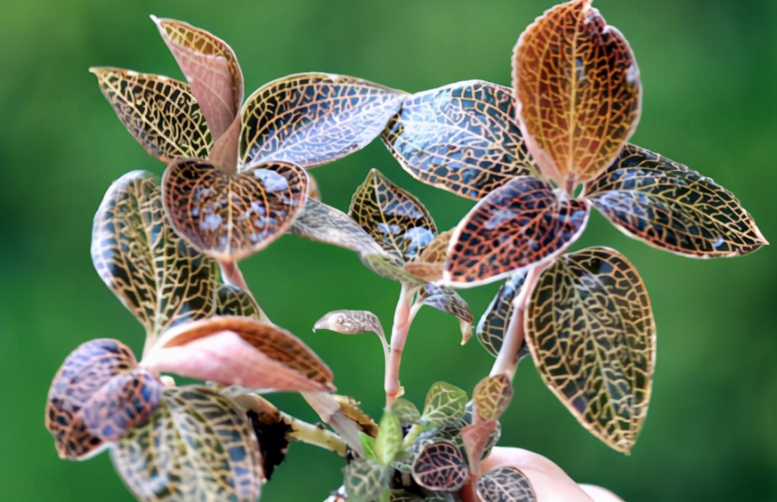 金线莲生长环境和地区,金线莲的生长喜光吗