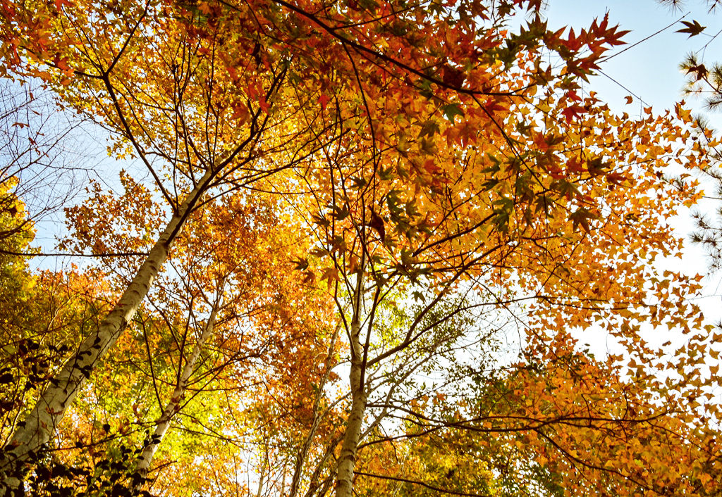 清凉寨美景,世界著名金秋山水风景油画
