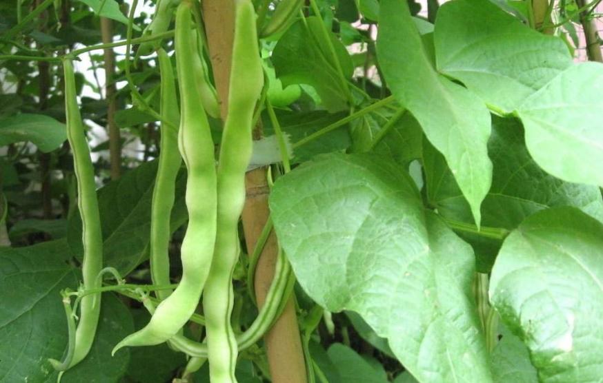 豆角只开花不结荚怎么管理,豆角叶子茂盛不爬蔓怎么回事