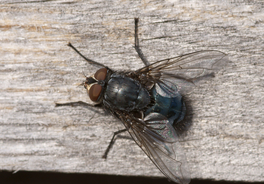 餐厅里如何驱赶苍蝇,餐厅怎么去除苍蝇飞虫