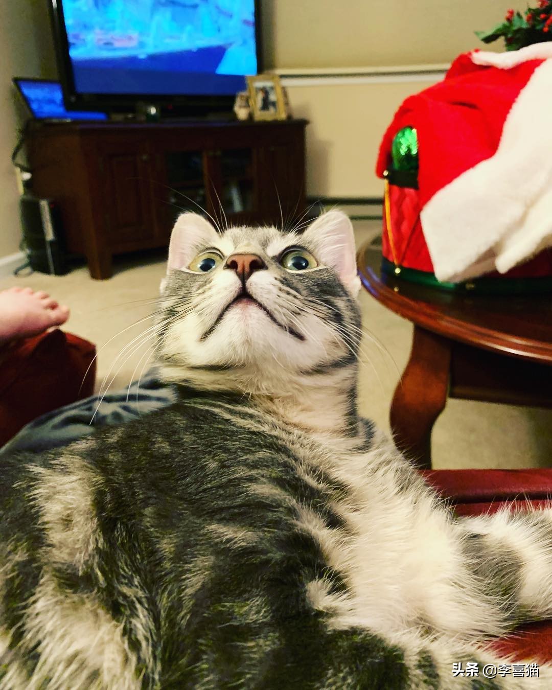 如何从猫咪呕吐物辨别是什么原因,猫咪出现呕吐了莫急试试这几招