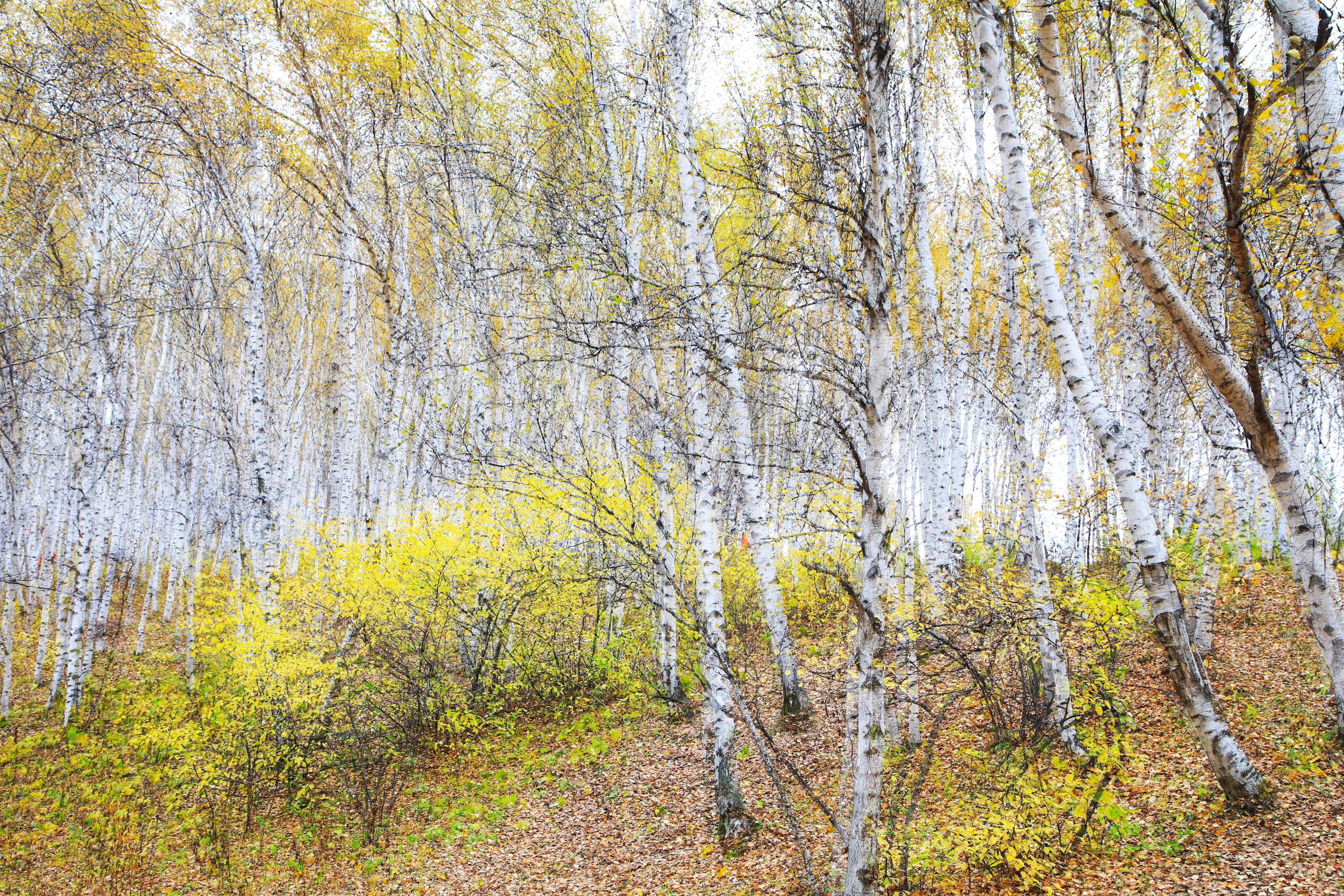 坝上秋色草原,坝上草原游记作文