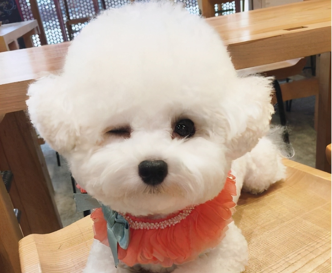 给狗狗做食物可保存,给狗狗做什么保健