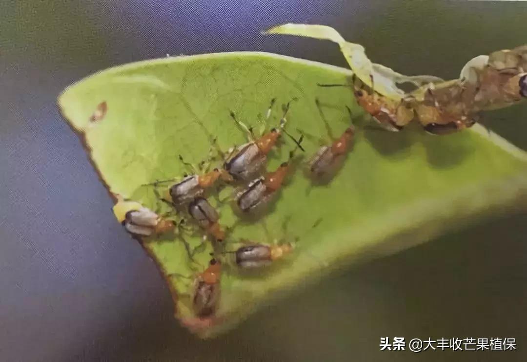 芒果虫害大全图片,芒果花期最令人纠结的虫害是什么