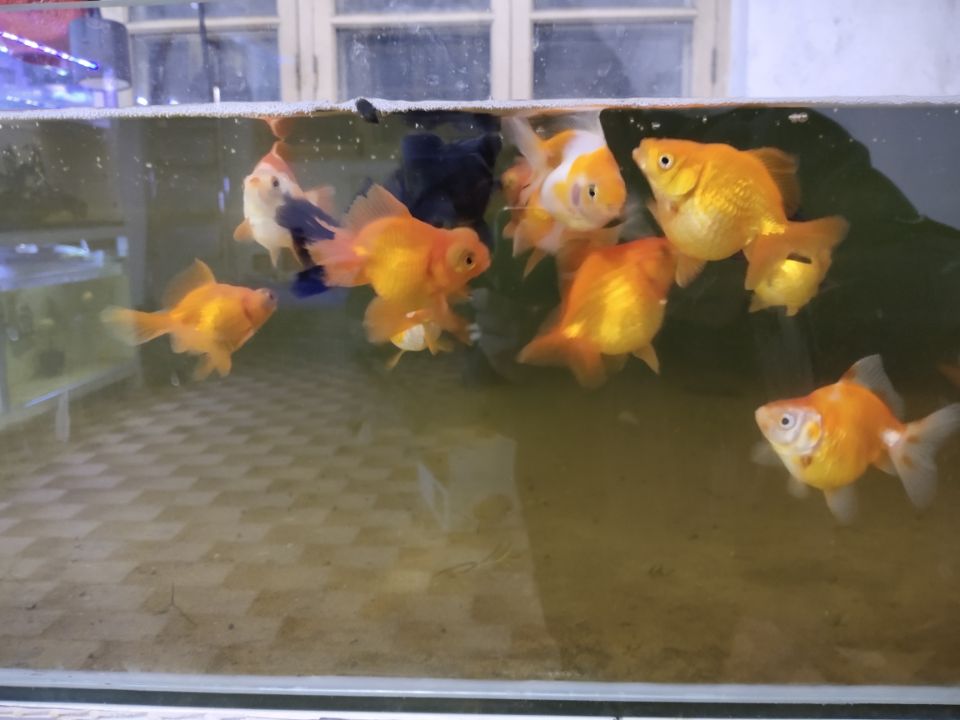 市场买的金鱼一般几个月能长大,刚买回来的金鱼应该怎么养呀