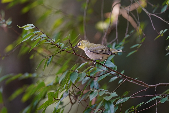 索尼fe50mmf2.5gm测评,索尼fe24f1.4gm大师镜头评测