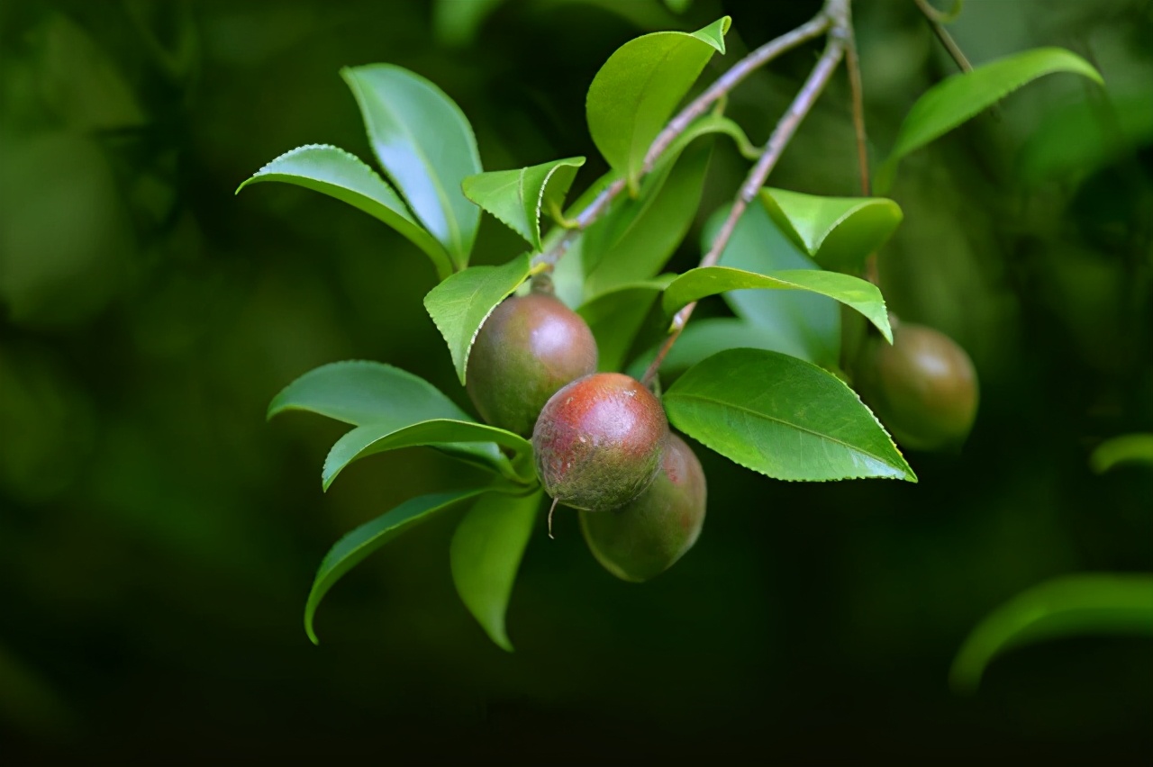 母亲节乳腺癌,乳腺癌母亲节送什么