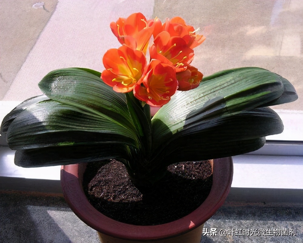 君子兰的皱纹怎么处理,君子兰叶子有皱纹怎么处理