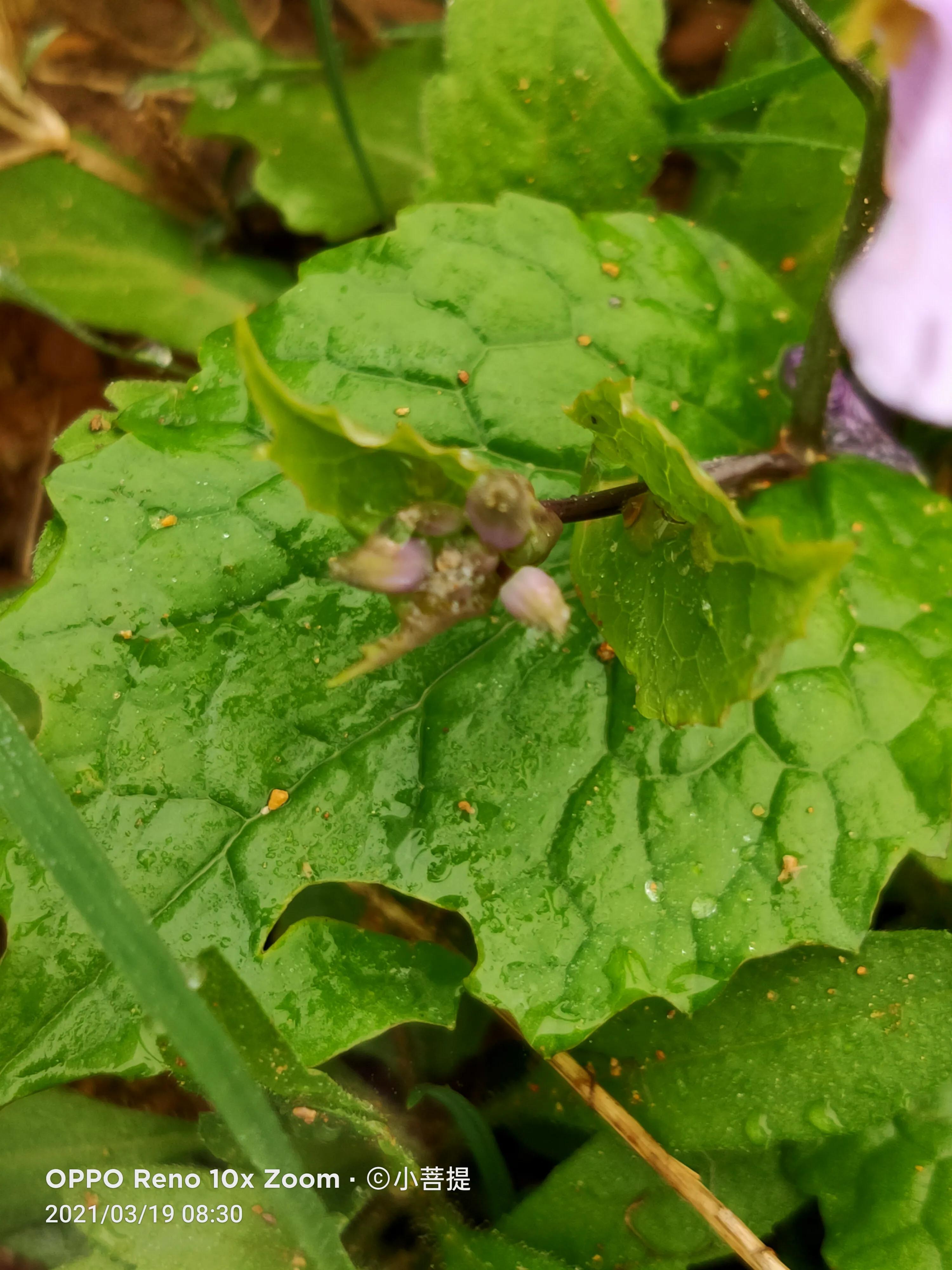 这种植物为成就蜀国屡次北伐功不可没