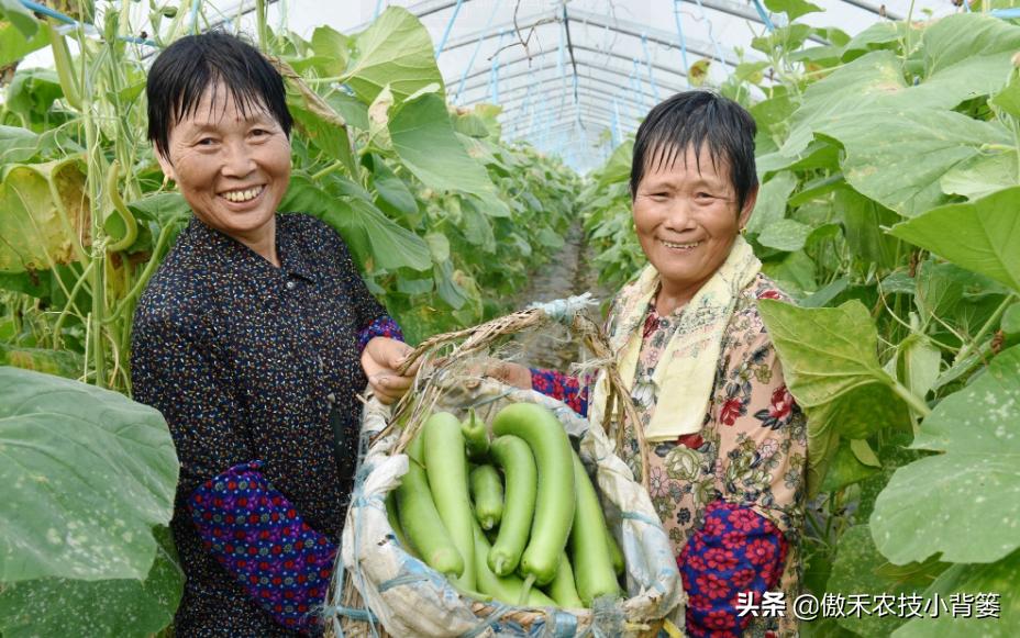 农作物苗期用哪个调节剂比较好,作物生长调节剂大全