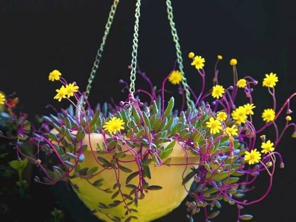 适合养瀑布的多肉,多肉悬崖瀑布怎么养