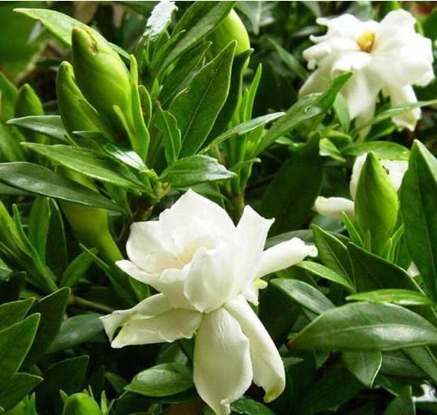 栀子花黄叶的原因及其处理方法,栀子花黄叶是什么原因如何处理