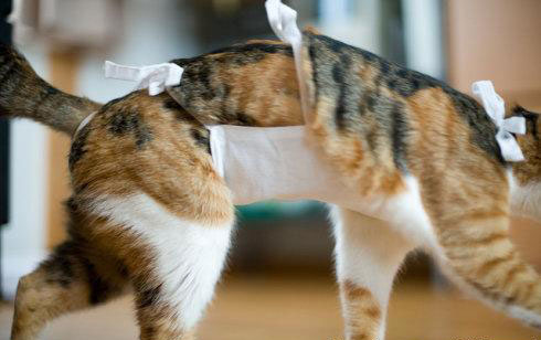 猫咪膀胱结石频繁上厕所尿少,猫咪排尿困难引起便血怎么办