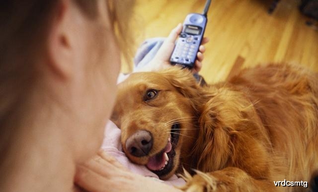 狗狗腕关节的肉球是什么,狗狗的肉球