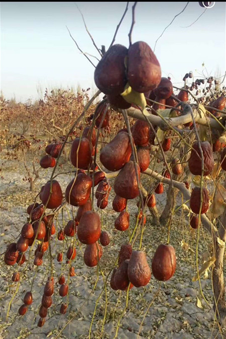 世间有和田枣，我就是吃不厌