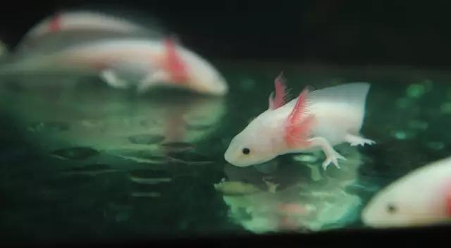 六角龙鱼相似的鱼,奇特花纹观赏鱼图片