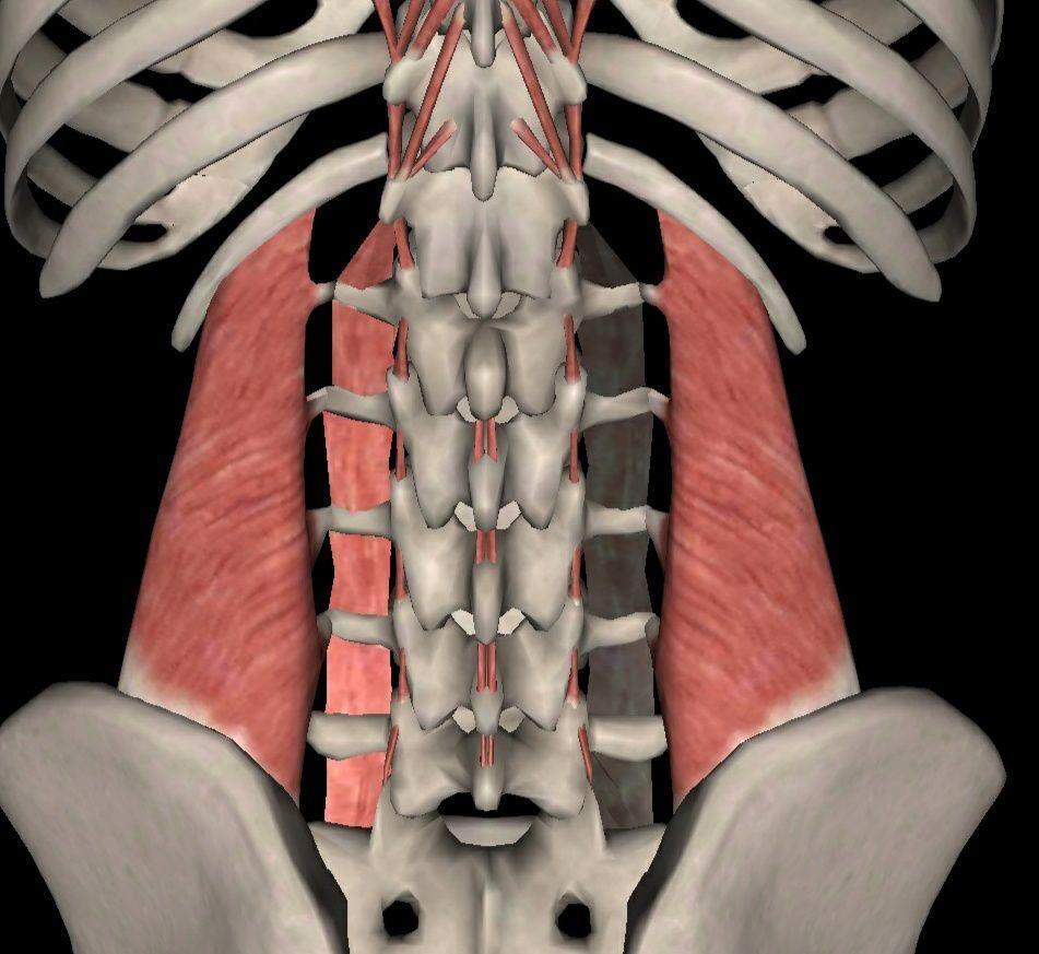 久坐腰背不舒服瑜伽缓解姿势教程,久坐腰肌劳损食疗
