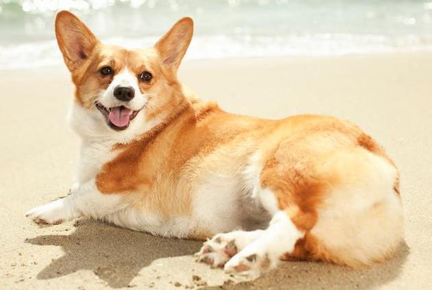 柯基吃什么狗粮最好最有营养,柯基吃什么狗粮比较合适