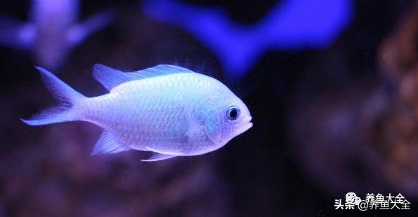 有什么能增加鱼缸里的菌群,鱼缸里面的菌群怎么培养