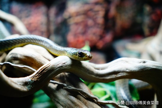 除了蝙蝠，这18种动物肉都是野生的，为了家人健康，一定要管住嘴