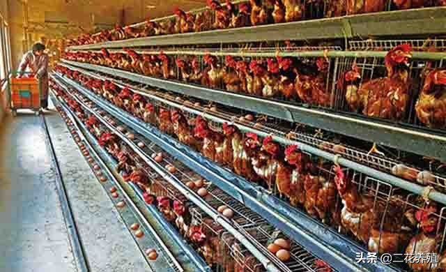 蛋鸡不下蛋了怎么处理,蛋鸡不生产的解决方法