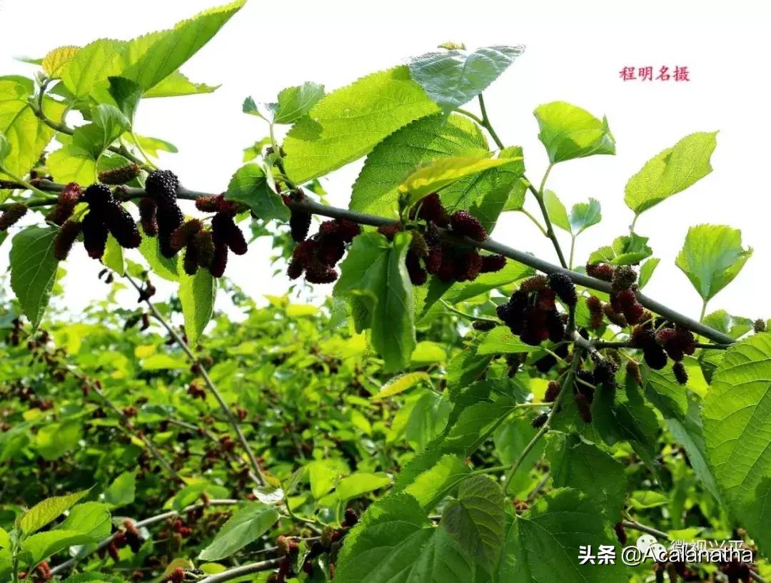 兴平千亩桑葚成熟啦！