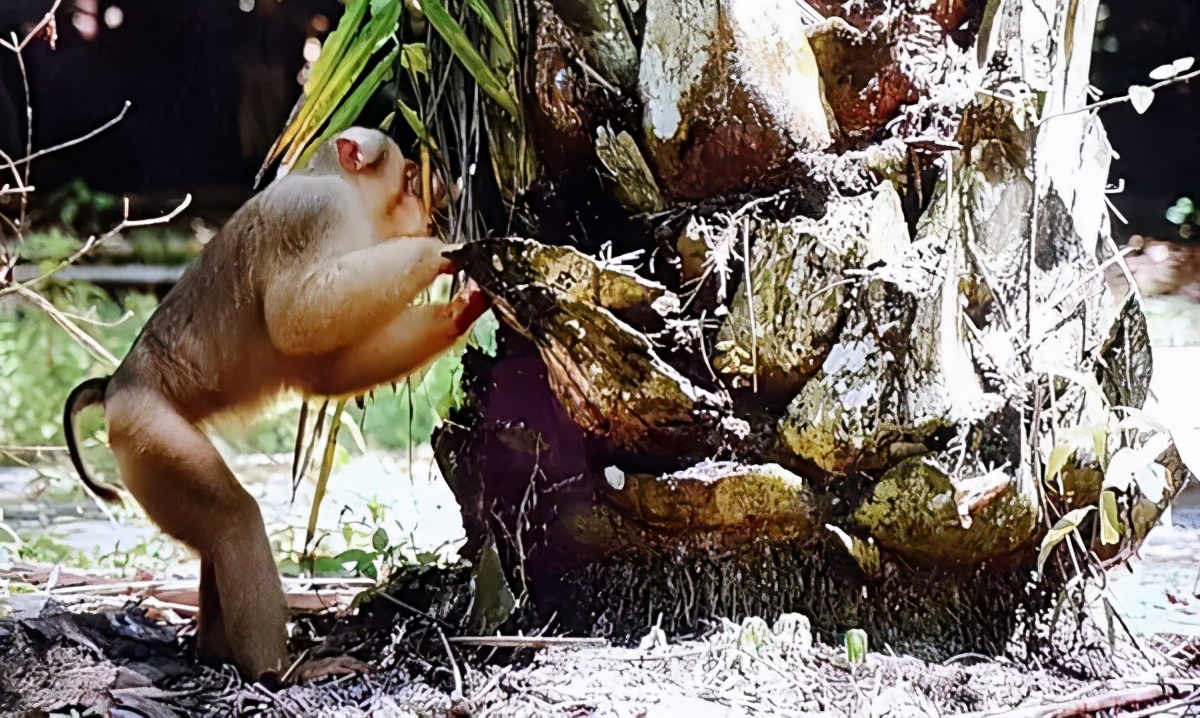 你爱吃的椰子，背后可能有一只泰国“打工猴”血汗故事