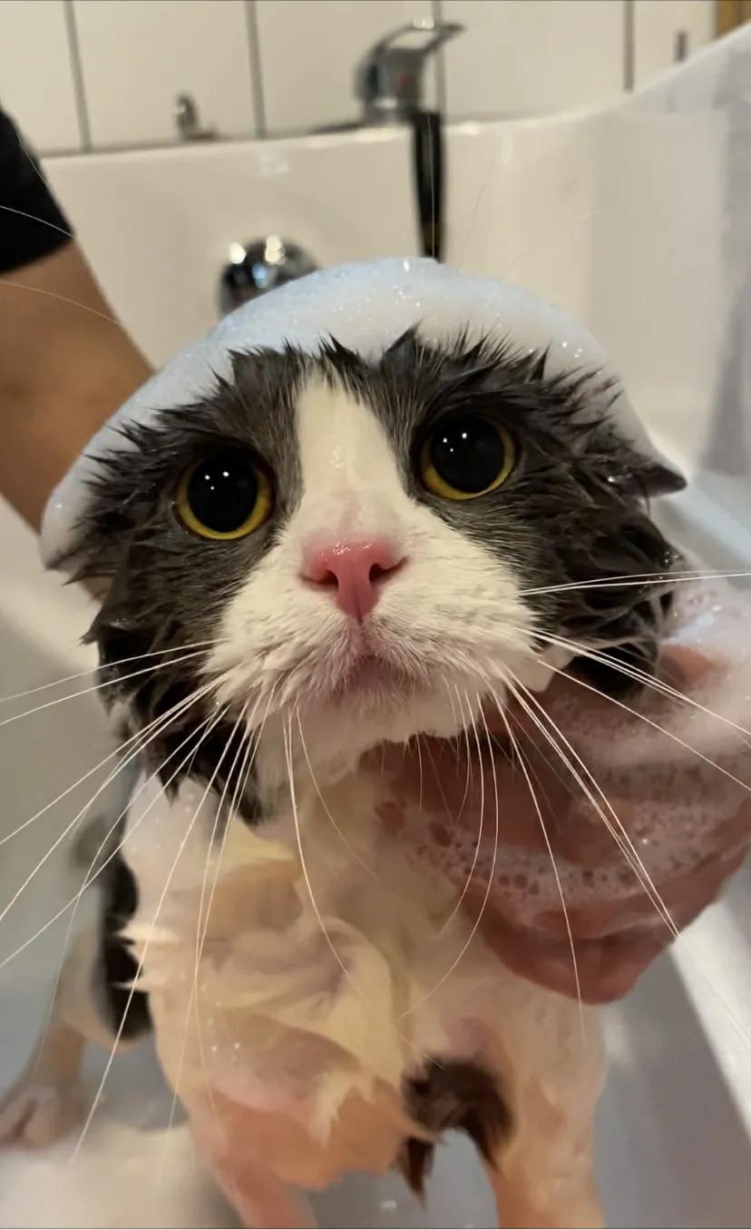 十个冷知识养猫和养狗哪个更麻烦,养猫必知的十条冷知识大全