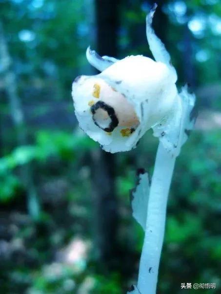 十种稀有长寿花,80个长寿花品种全都美极了