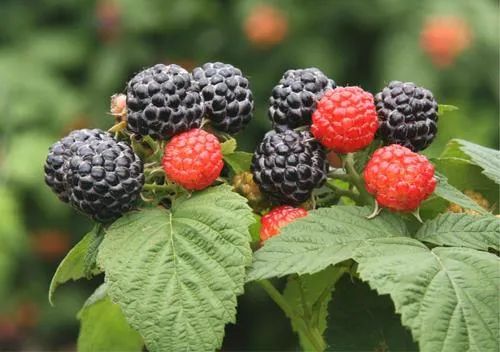 李子柒真实美食视频,李子柒小吃小视频大全集