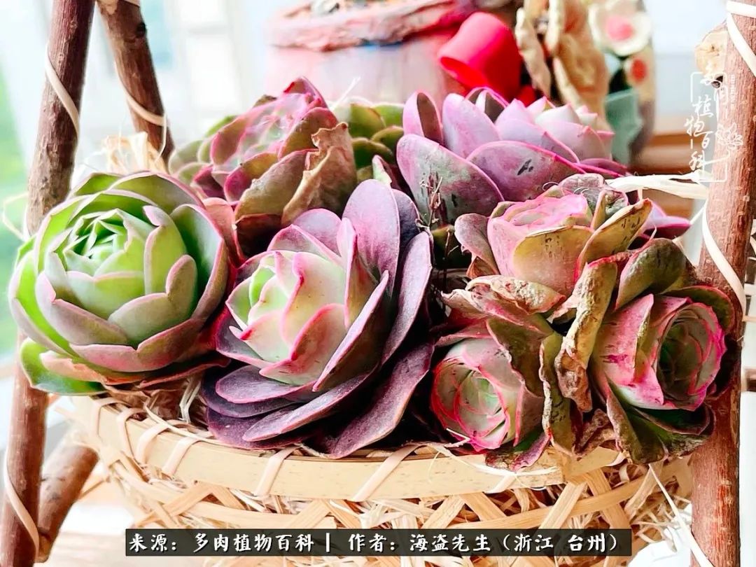 山地玫瑰养护顺口溜,山地玫瑰的养护种植注意事项视频