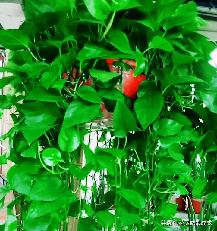 绿萝叶尖干是怎么回事,绿萝吊兰叶子发黄怎么办