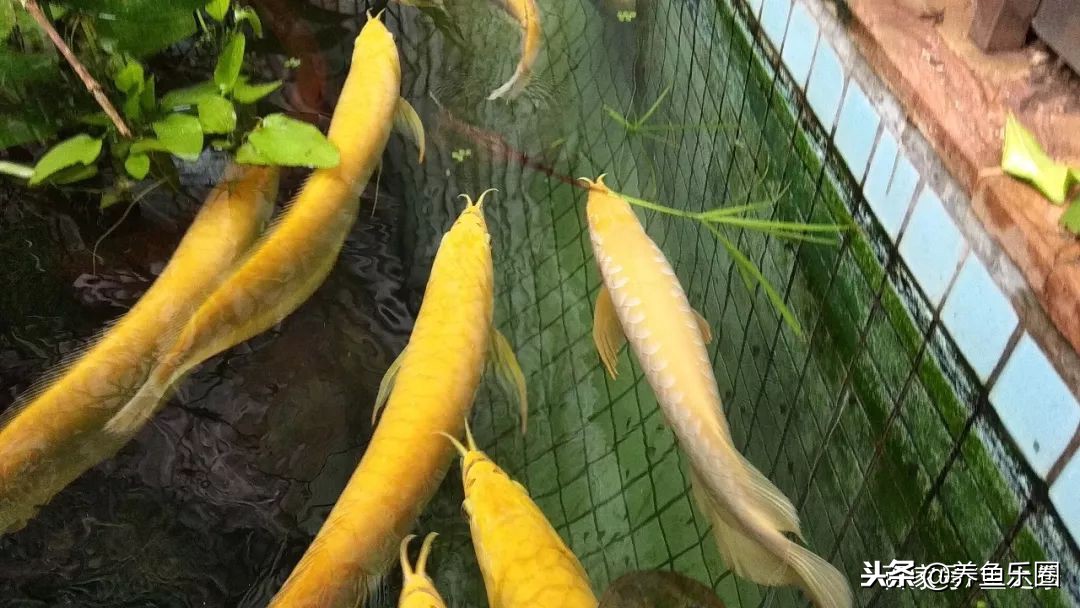 这位土豪家的渔场,光滤材就花了500多万,你确定不要见识一下?