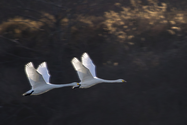反复性风湿,反复性风湿症又称复发型风湿症