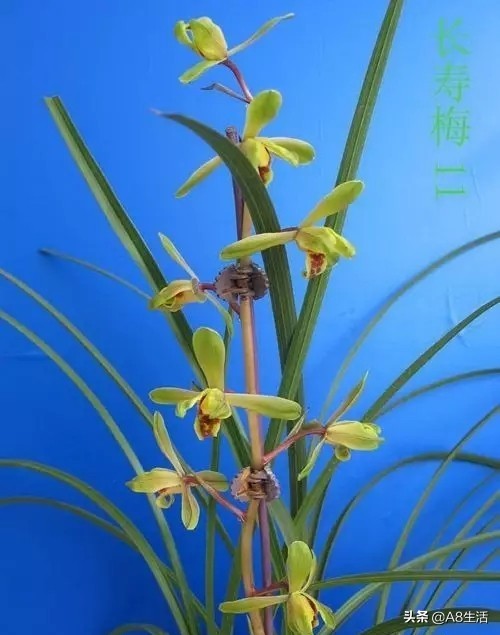 长寿梅蕙兰怎么种植,蕙兰老八种兰花哪一种最好