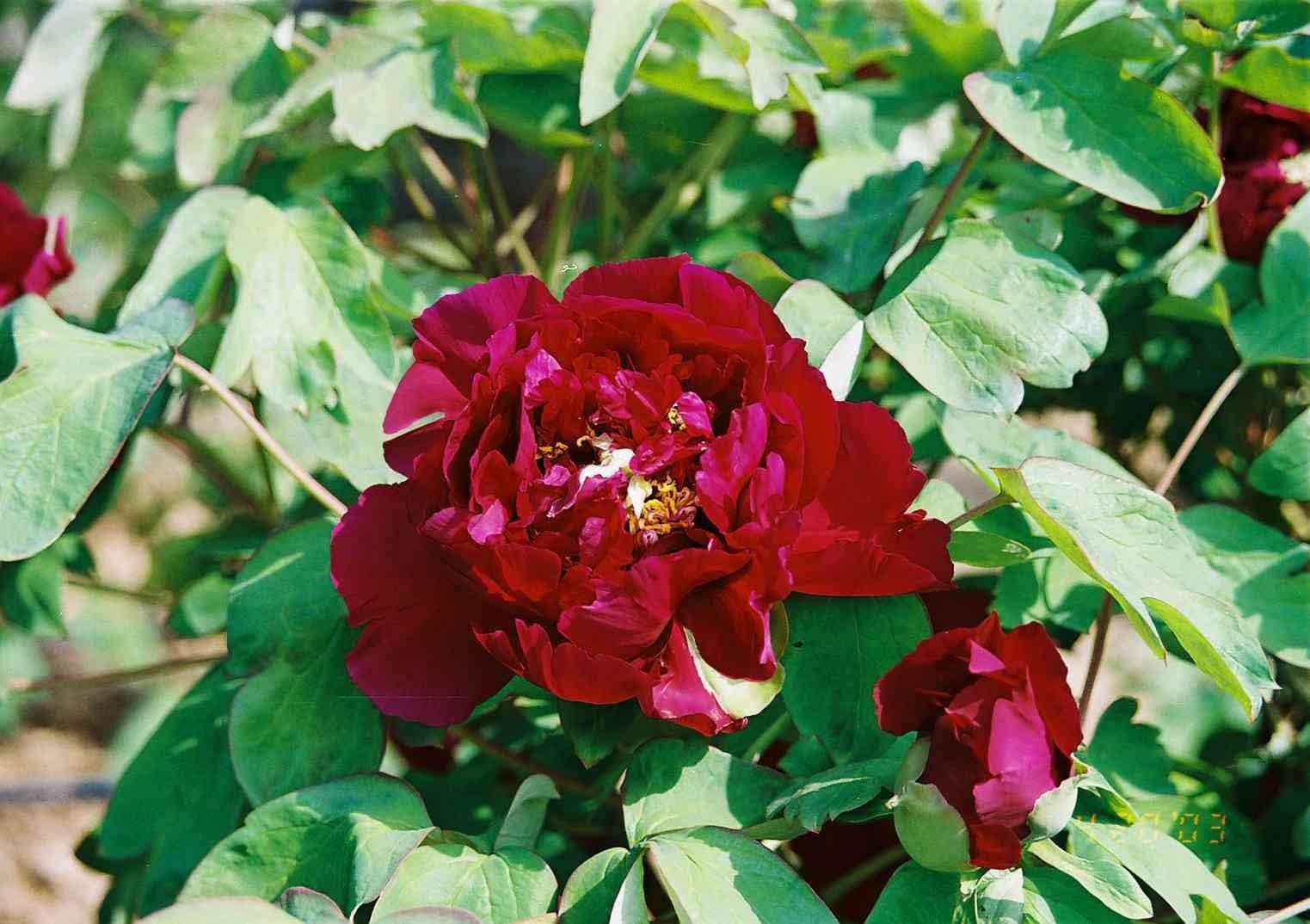 青龙卧墨池牡丹花,青龙卧墨玉牡丹