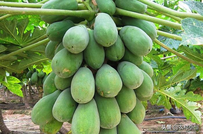 一个现在种植趋势的蔬果.木瓜