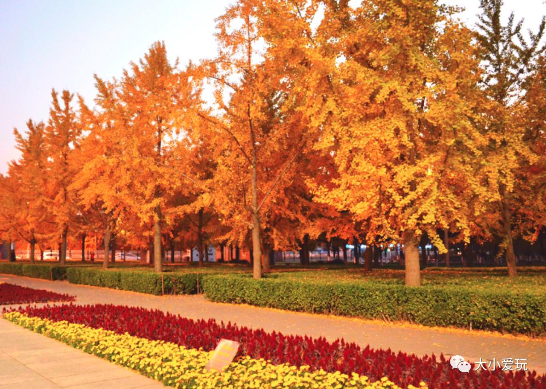 北京红螺寺银杏最佳观赏时间,北京赏银杏景区有哪些