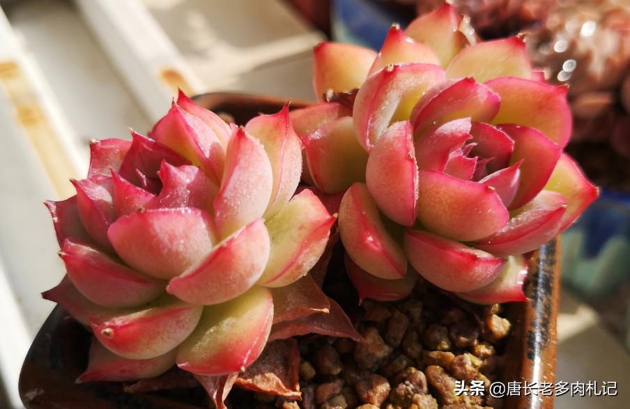 全用麦饭石养多肉好吗,麦饭石养多肉有营养吗