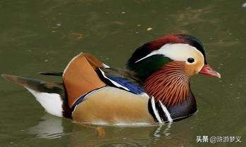 那些说不出名字的鸟,常见的纯黑色羽毛的鸟有哪些