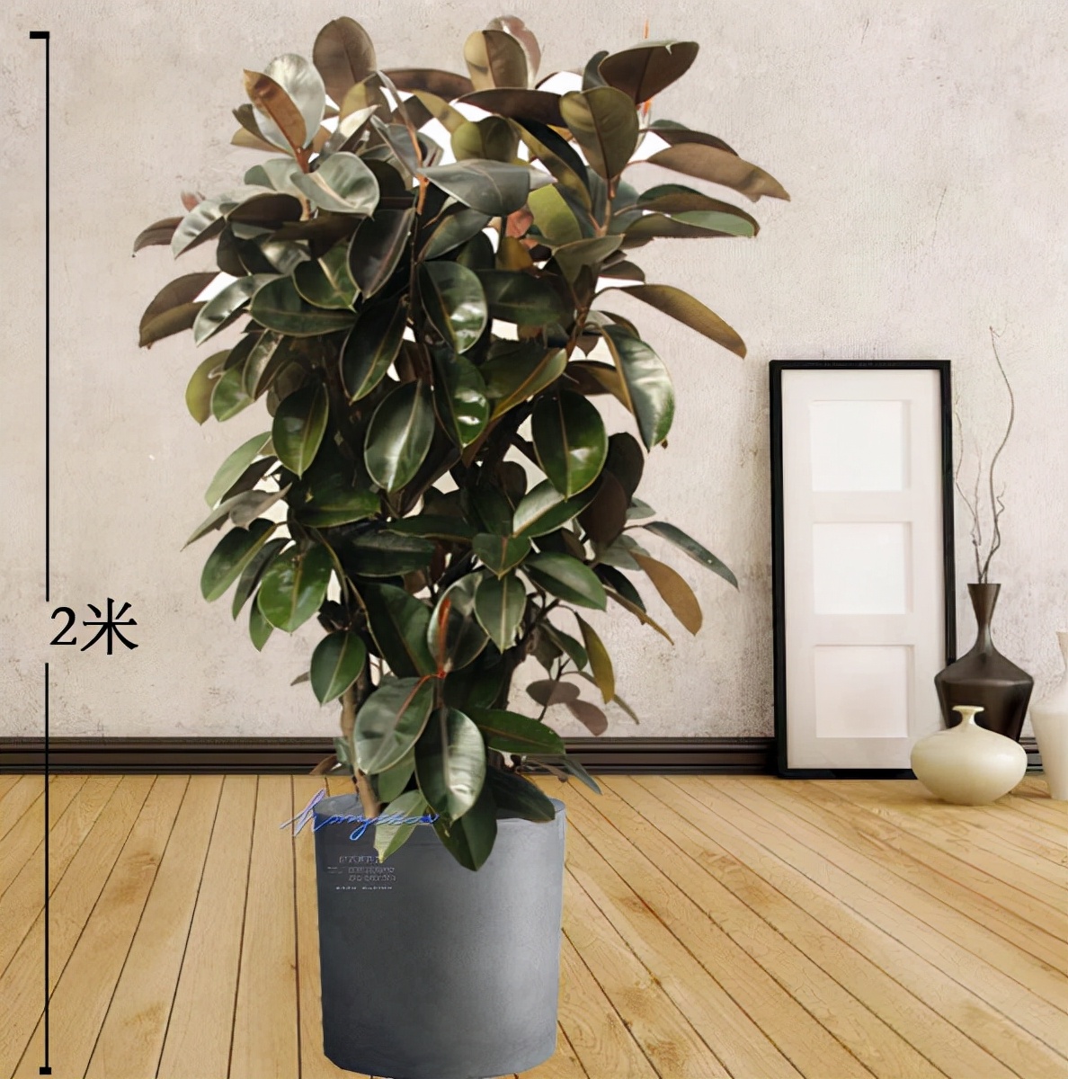 养花人养的花都有哪些,什么花养人又健康又好养