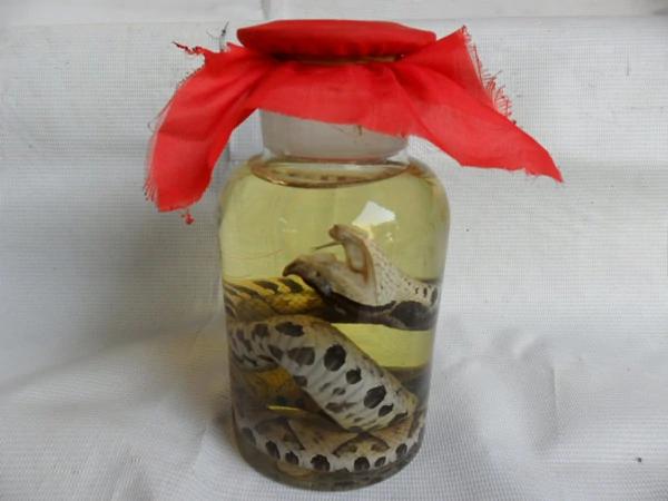 樟树民间传说,蕲蛇酒传说