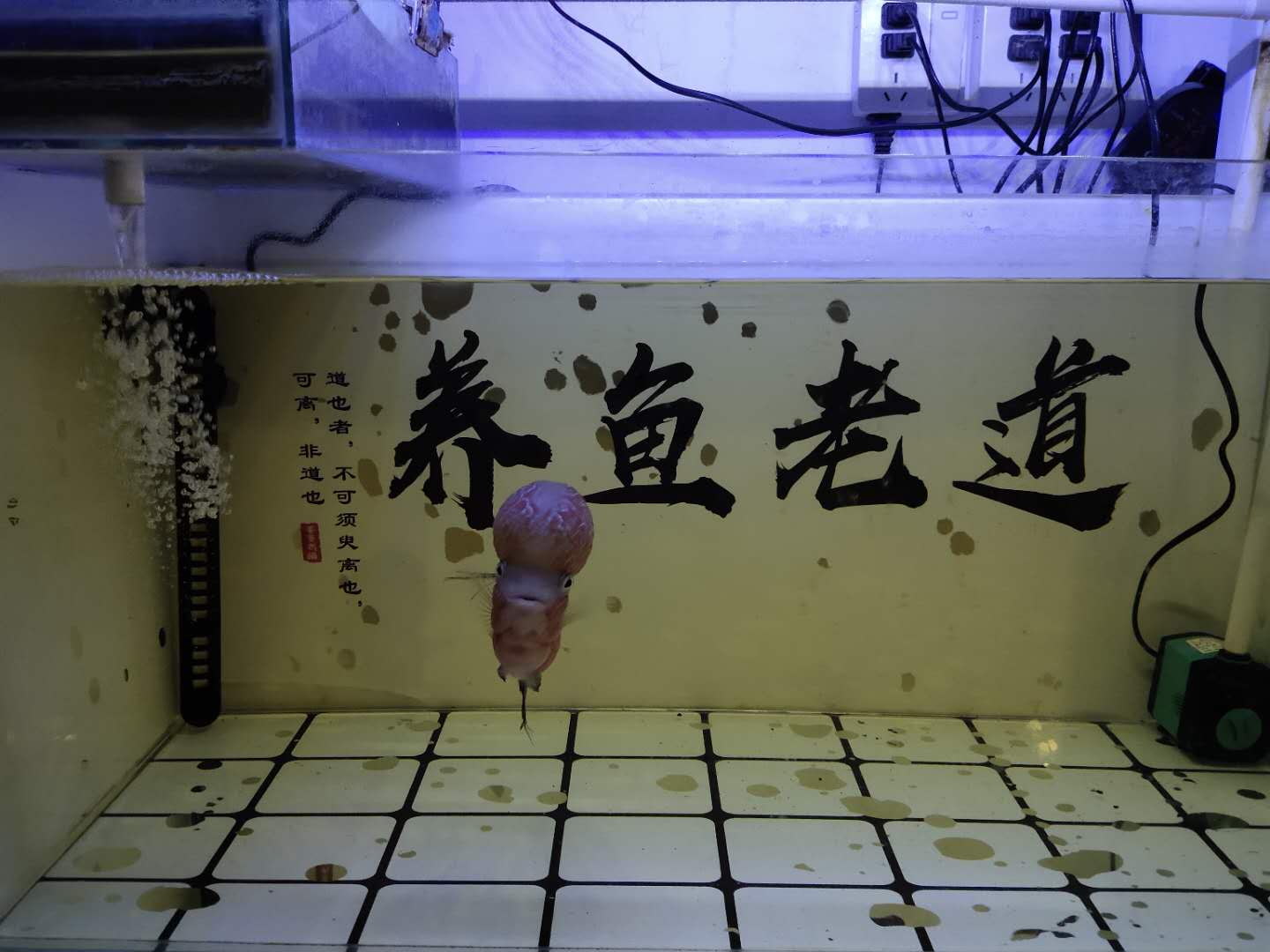 水质总是有白色细小浓稠泡沫,鱼缸水面泡沫过多